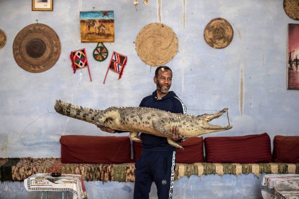 Give Me a Smile, Crocodile: Reptiles From Egyptian Village Live Side by Side With People - Sputnik International