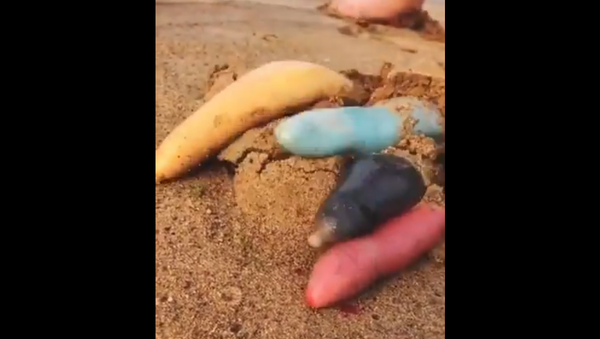 Penis fish - Sputnik International