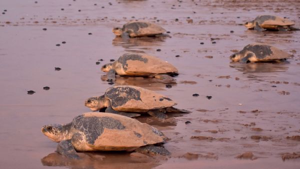 Newly-hatched baby Olive Ridley turtles are dwarfed by the larger adults as they make their way to the sea on a beach in Ganjam district in eastern India's Odisha state on April 19, 2018 - Sputnik International