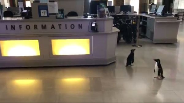Penguins - Sputnik International