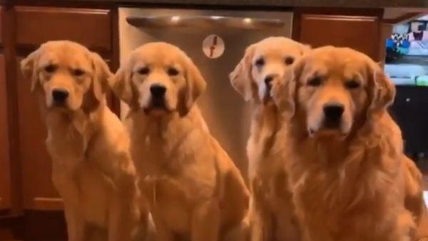 Feed Us! Group of Golden Retrievers Eagerly Anticipate Dinner  - Sputnik International