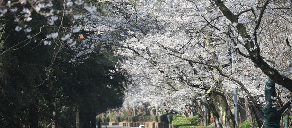 Security personnel walk next to a 5G enabled autonomous vehicle, installed with a camera filming blooming cherry blossoms for an online live-streaming session, inside the closed Wuhan University, in Wuhan, China, March 17, 2020 - Sputnik International