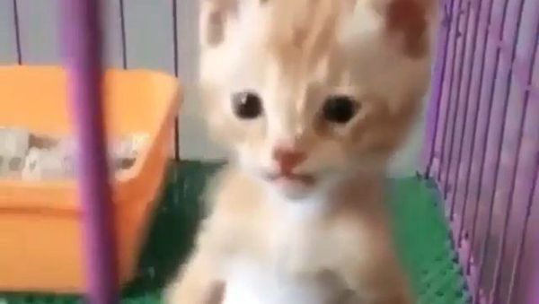 kitten - Sputnik International