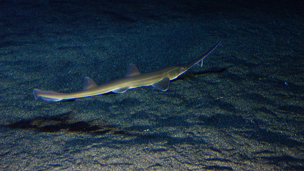 Sawshark - Sputnik International