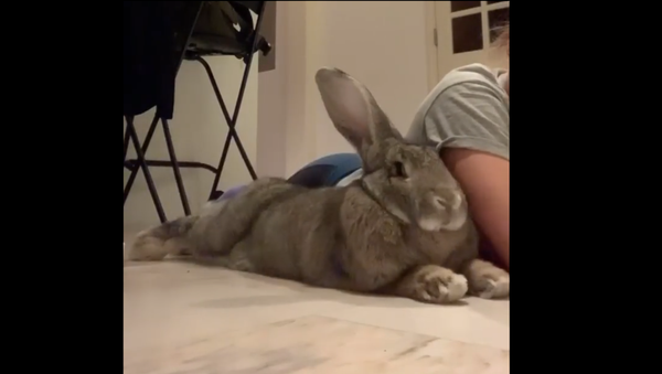 Flemish Giant Rabbit - Sputnik International