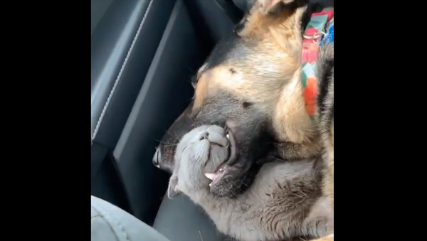 Cat and Dog - Sputnik International