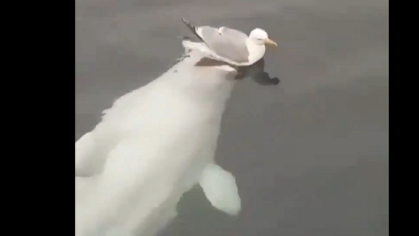 A dolphin and a gull - Sputnik International