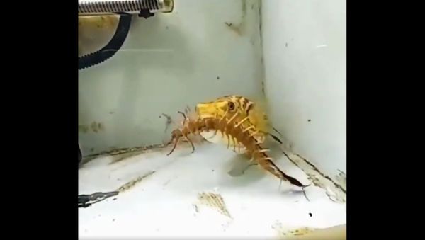 Awesome appetite, a remarkable legendary small fish that is extremely noticeable - Sputnik International