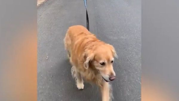 UAV Crossing: Golden Retriever Gets Walked Via Drone - Sputnik International
