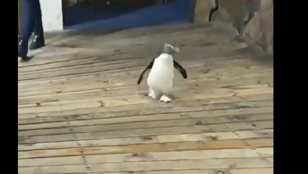 Happy penguin - Sputnik International