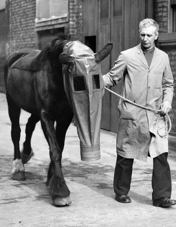 A horse equipped with a gas mask as a precaution against gas attacks. London, 27 March 1940 A horse equipped with a gas mask as a precaution against gas attacks. London, 27 March 1940 - Sputnik International