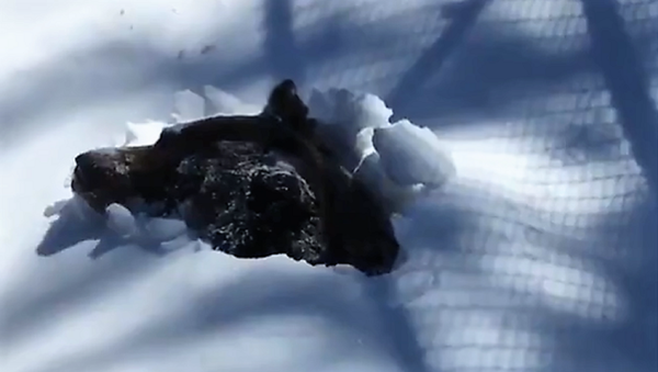 Screenshot of Grizzly Bear ‘Boo’ Emerge From Hibernation - Sputnik International