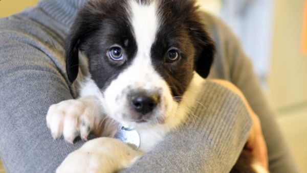 Dog Adoption  - Sputnik International
