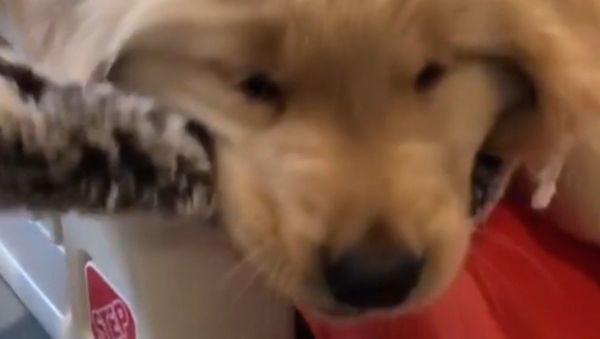 It’s Mine! Golden Retriever Puppies Battle for Toy  - Sputnik International