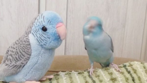 Parrot - Sputnik International