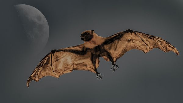 Bat - Sputnik International