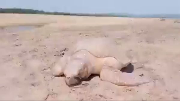 Arribada (mass nesting) of Olive Turtles are almost over off thr coast of Odisha - Sputnik International