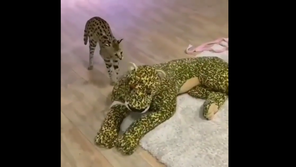 Serval and a toy - Sputnik International