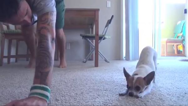 Just in case you need it, here’s a dog doing yoga in Italian. You’re welcome. - Sputnik International