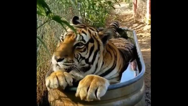 Tiger - Sputnik International