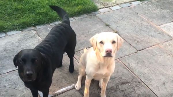 Dog Owner Turns Mundane Feeding Time Into Thrilling Race  - Sputnik International