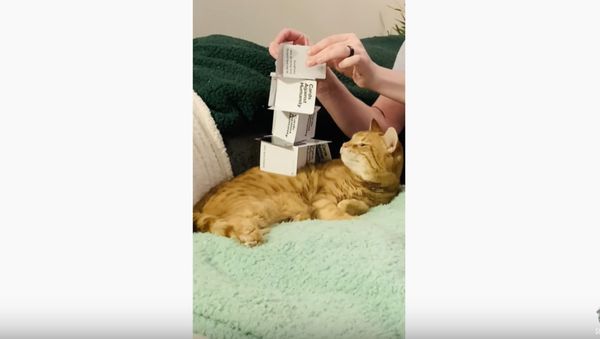 Meower of Babel - Sputnik International
