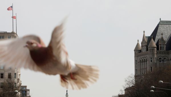 A pigeon flies across the horizon along Pennsylvania Avenue, as Mayor Muriel Bowser declared a State of Emergency due to the coronavirus disease (COVID-19) in Washington, U.S., March 16, 2020 - Sputnik International