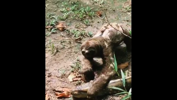 Anaconda refuses to eat a sloth, knowing that its jaws won't be able to fit around the sloth's massive testicles...or it was still full from its last meal - Sputnik International