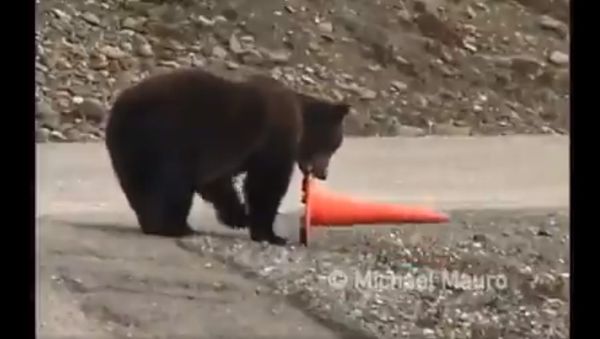 This is just a bear... being a good citizen - Sputnik International
