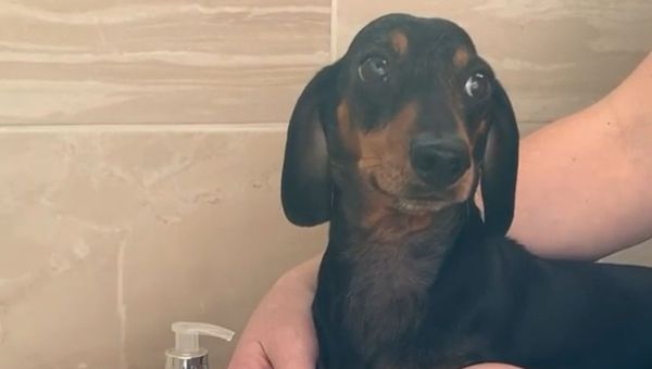 Pawsitively Clean: Daschund Washes Up Amid Coronavirus - Sputnik International