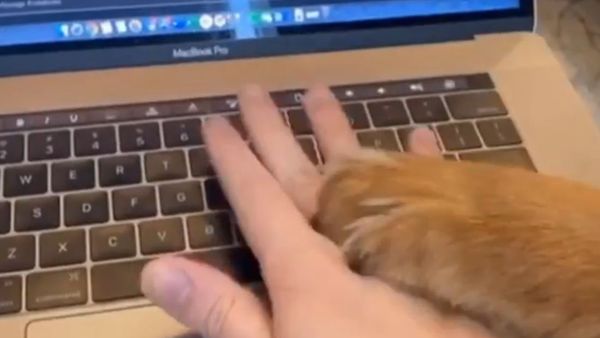 Adorable Golden Retriever Mix Won’t Let Dad Work  - Sputnik International