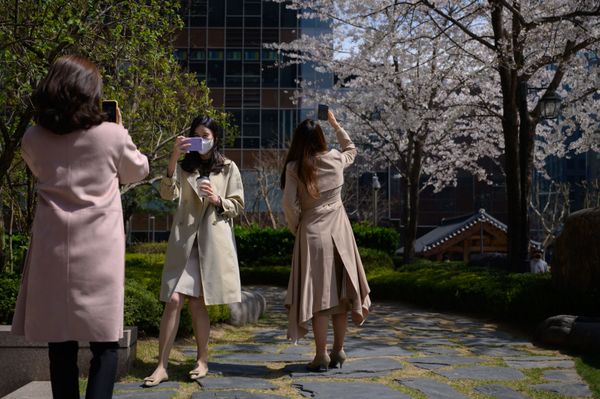Office workers wearing face masks amid concerns over the COVID-19 novel coronavirus pose for photos with blossoms during their lunch break in central Seoul on March 31, 2020 Office workers wearing face masks amid concerns over the COVID-19 novel coronavirus pose for photos with blossoms during their lunch break in central Seoul on March 31, 2020 - Sputnik International