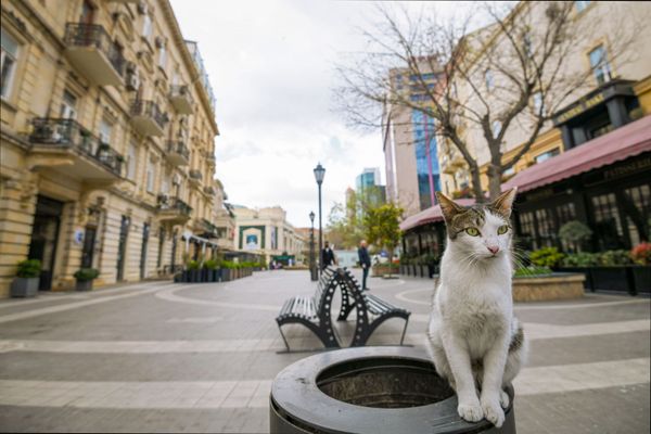 A cat on a deserted street of Baku, Azerbaijan A cat on a deserted street of Baku, Azerbaijan - Sputnik International