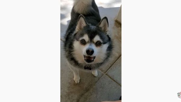 Determined Doggo Pleads for Odd Food Choice   - Sputnik International