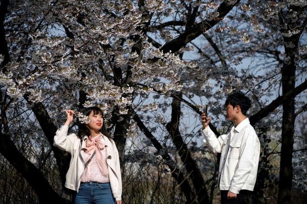 A woman poses for a picture next to a cherry blossom tree, at a street closed to avoid the spread of the coronavirus disease (COVID-19), in Seoul, South Korea, April 1, 2020 - Sputnik International