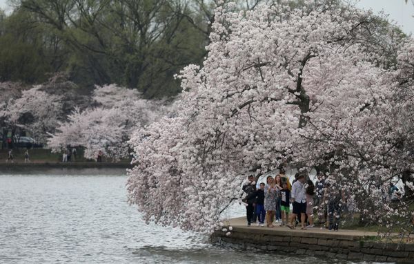 People flock to the Tidal Basin to see the cherry blossoms as the coronavirus disease (COVID-19) continues to sweep through the community in Washington, US, March 20, 2020. - Sputnik International
