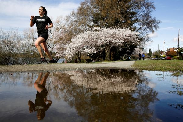 Cherry blossoms are pictured as a woman jogs around Green Lake Park as social-distancing efforts continue to help slow the spread of coronavirus disease (COVID-19) in Seattle, Washington, US March 29, 2020 - Sputnik International