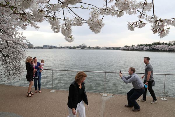 People flock to the Tidal Basin to see the cherry blossoms as the coronavirus disease (COVID-19) continues to sweep through the community in Washington, US, March 20, 2020 - Sputnik International