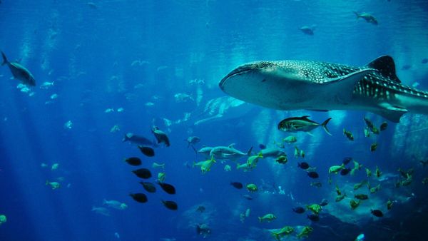 Whale shark - Sputnik International