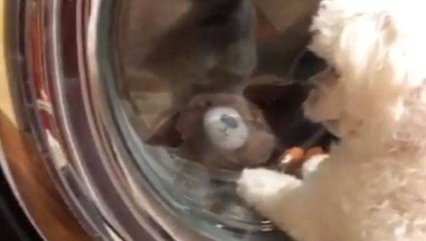 Dog - Sputnik International