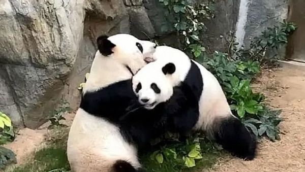 Pandas - Sputnik International