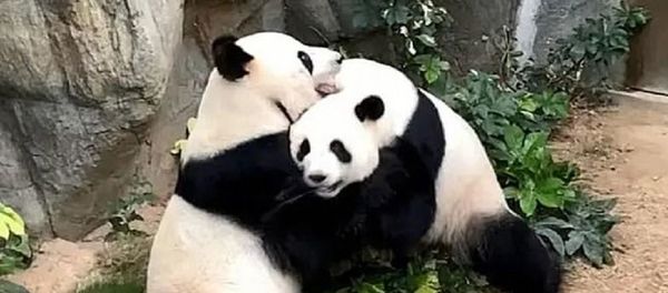 Pandas Pandas - Sputnik International
