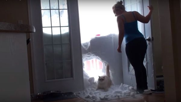 My cat jump through the snowbank - Sputnik International