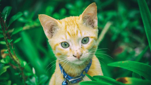 Cat in green bushes with bell around its neck - Sputnik International
