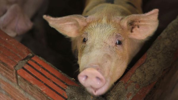 In this May 30, 2019, photo, a pig is seen in a pen in My Duc district, Hanoi, Vietnam. Asian nations are scrambling to contain the spread of the highly contagious African swine fever with Vietnam culling 2.5 million pigs and China reporting more than a million dead in an unprecedentedly huge epidemic governments fear have gone out of control. - Sputnik International
