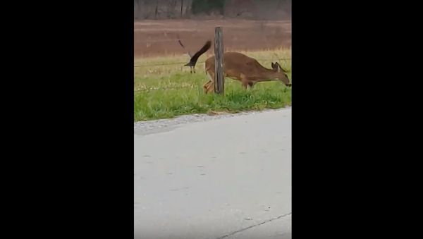Crow Bugs Feeding Doe  - Sputnik International