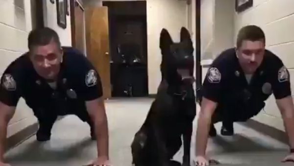 Buff Barker: German Shepherd K-9 Does Push-Ups With Officers - Sputnik International