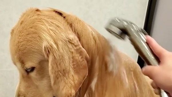 Retriever taking shower - Sputnik International