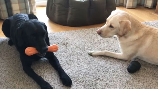  ‘She’s Given This Away’: UK Sports Commentator Narrates Doggy Playtime   - Sputnik International