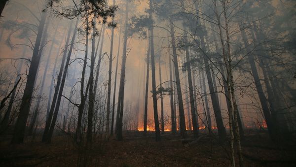 Fire in Chernobyl Exclusive Zone - Sputnik International
